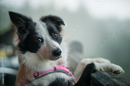 Fototapeta Naklejka Na Ścianę i Meble -  Hund am Balkon
