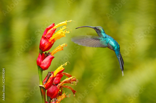 Green Hermit, Phaethornis guy, rare hummingbird from Costa Rica. Green bird flying next to beautiful red flower in jungle. Action feeding scene in green tropical forest, animal in the nature habitat.