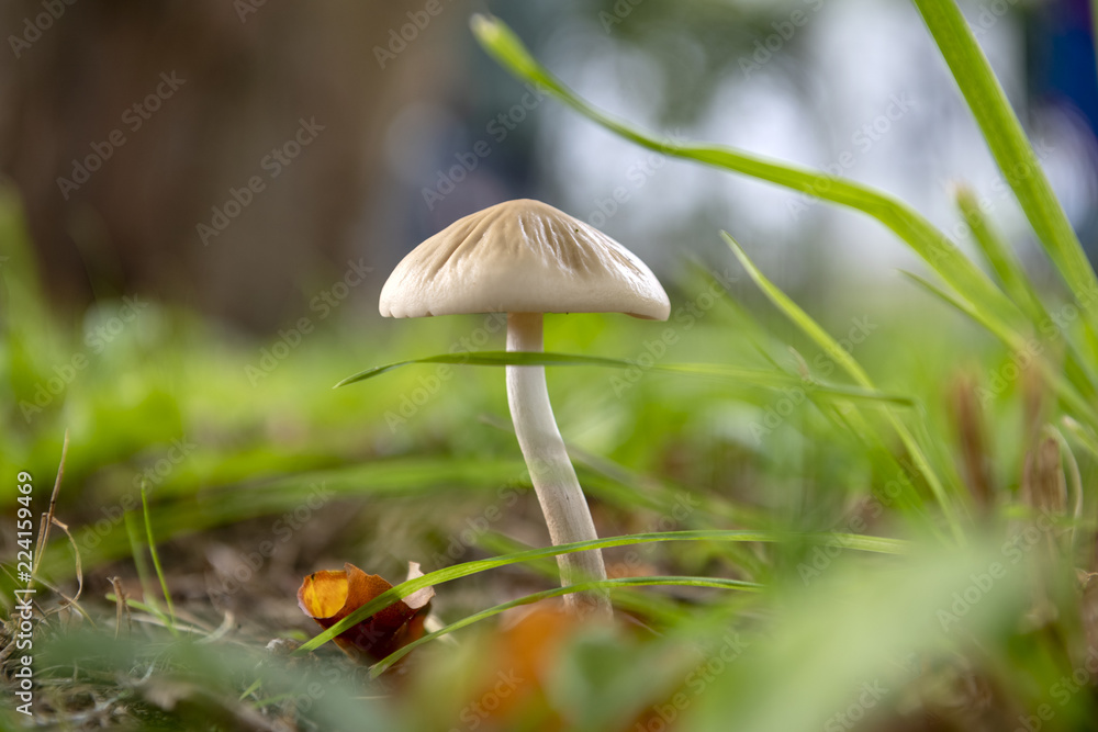 Pilze oder auch Heuduenglinge in freier Natur Pilze oder auch Heuduenglinge in freier Natur