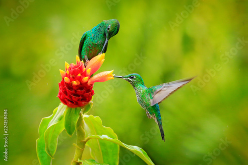 Hummingbird Green-crowned Brilliant , Heliodoxa jacula, flying next to beautiful red orange bloom with green flowers in the background, La Paz, Costa Rica. Bird behaviour in tropic jungle forest. © ondrejprosicky