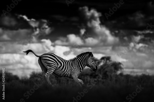 Zebra with dark storm sky. Burchell s zebra  Equus quagga burchellii  Nxai Pan National Park  Botswana  Africa. Wild animal on the meadow. Wildlife nature  African safari. Black and white art photo.