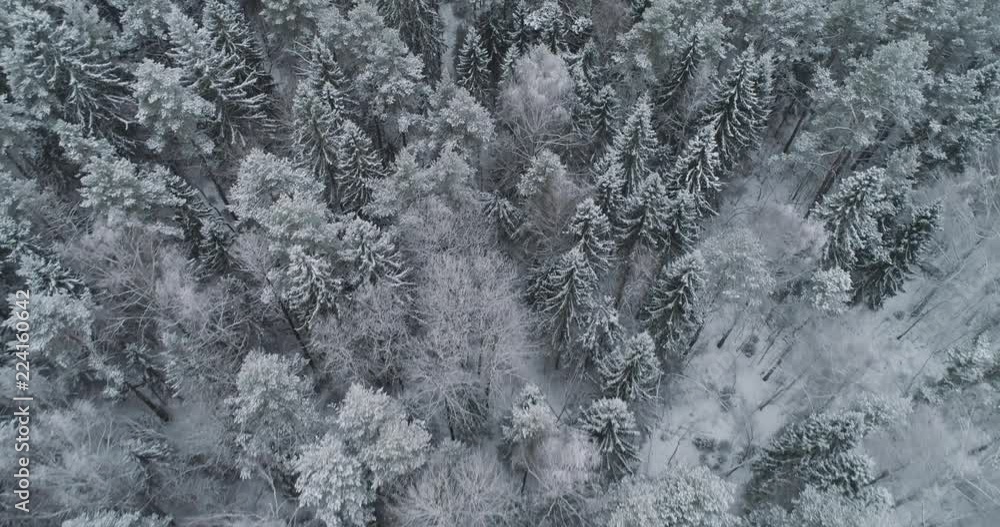 Aerial view: winter forest. Flight over snowy tree branch in view of the winter forest. Winter landscape, forest, trees covered with frost, snow. Aerial footage, 4K video. Aerial view: winter forest. Flight over snowy tree branch in view of the winter forest. Winter landscape, forest, trees covered with frost, snow. Aerial footage, 4K video.