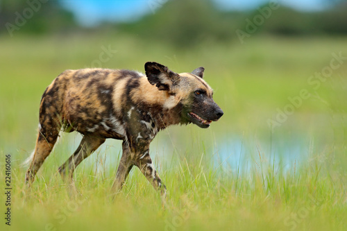 African wild dog, Lycaon pictus, walking in the lake. Hunting painted dog with big ears, beautiful wild animal in nature habitat, Moremi, Botswana, Africa. Wildlife scene from nature.