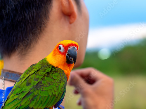 macore bird Beautiful bird parrot playing with pet care on catching shoulder.