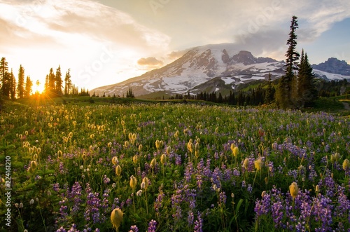 Wildflowers at sunset - Mount Rainier National Park