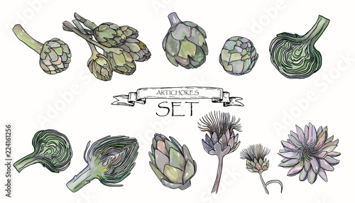 Vector illustration. Pen drawn artichokes with watercolor style background. Vector objects set.