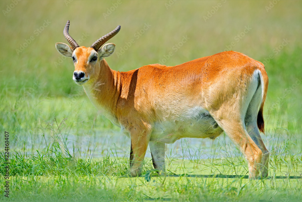 Rare antelope. Kobus vardonii, Puku, animal walking in the water grass during hot day. Forest mammal in the habitat, Okavango, Botswana. Wildlife scene with deer from African. nature. Rare antelope. Kobus vardonii, Puku, animal walking in the water grass during hot day. Forest mammal in the habitat, Okavango, Botswana. Wildlife scene with deer from African. nature.