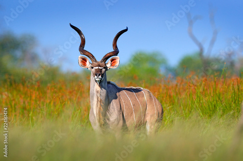 Greater kudu, Tragelaphus strepsiceros,  handsome antelope with spiral horns. Animal in the green meadow habitat, Okavango delta, Moremi, Botswana. Kudu in Africa. Wildlife scene from African nature. photo