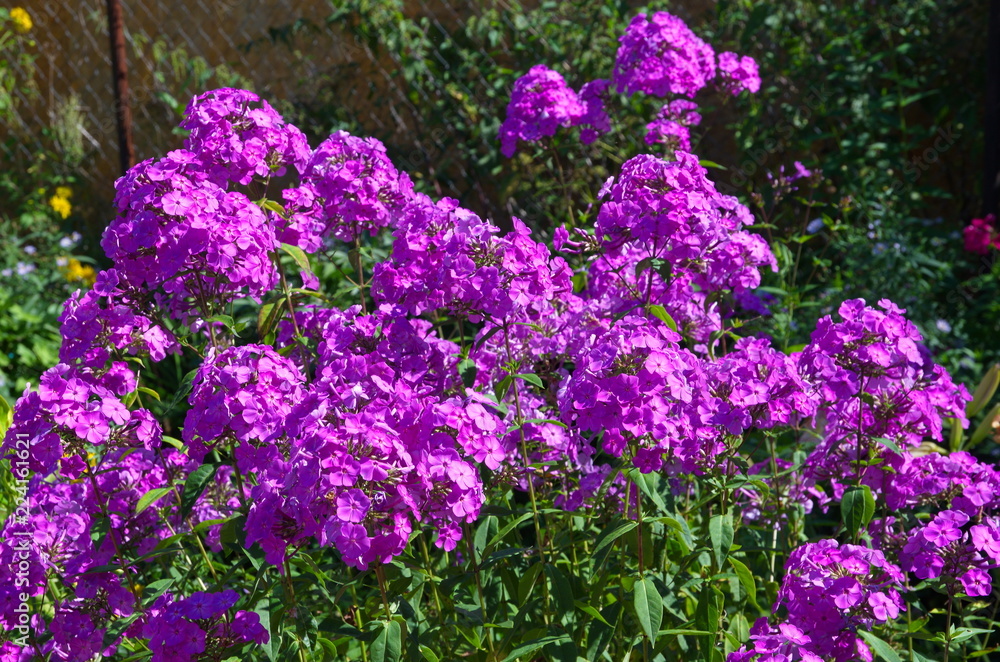 Lilac Phlox blooming in the garden