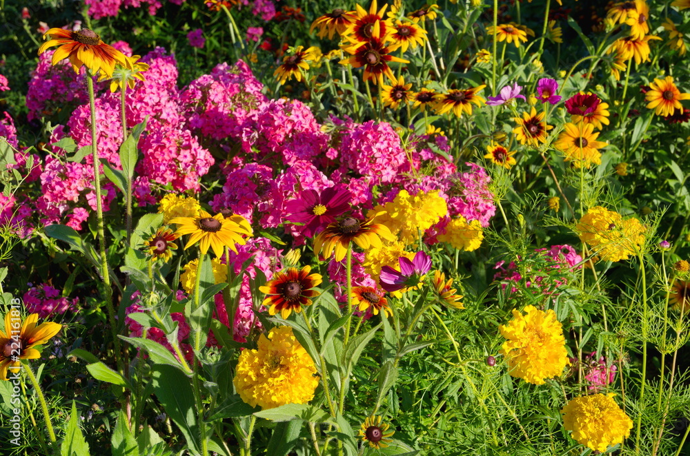 A flower bed of beautiful garden flowers