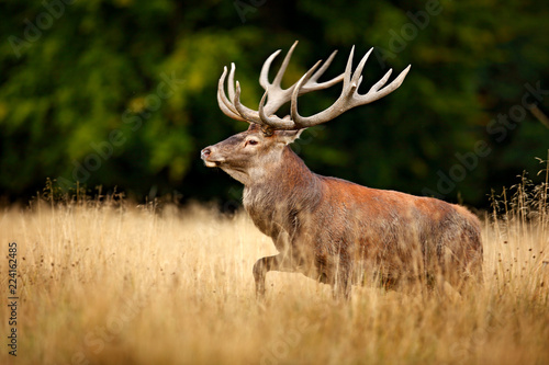 Red deer stag, majestic powerful adult animal outside autumn forest. Big animal in the nature forest habitat, Denmark. Wildlife scene form nature. © ondrejprosicky