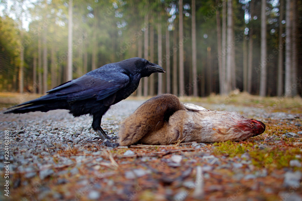 Raven with dead European Roe Deer, carcass in the forest. Black bird with  head on the the forest road. Animal behavir, feeding scene in Germany,  Europe. Stock Photo | Adobe Stock