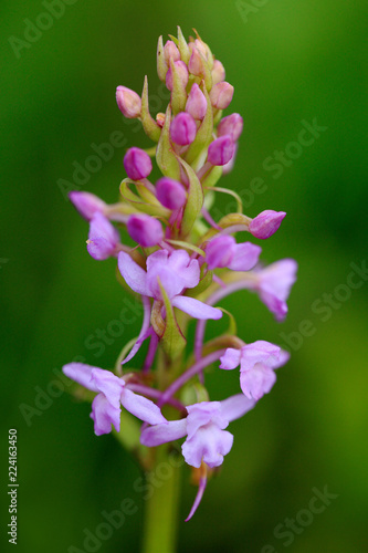 Gymnadenia conopsea Common Fragrant Orchid  pink flowering European terrestrial wild orchid in nature habitat with green background  Czech Republic  Europe. Bloom plant in the meadow habitat.