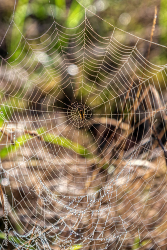 Spindelnät med dagg i solsken photo