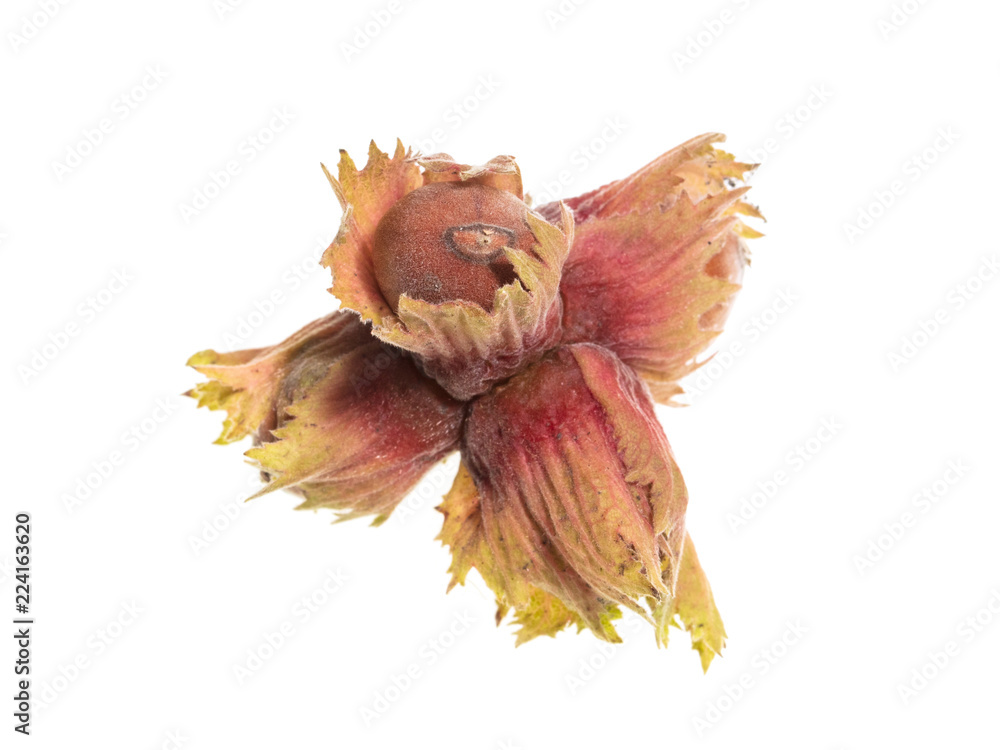 Ripe hazelnut nuts isolated on white background Ripe hazelnut nuts isolated on white background