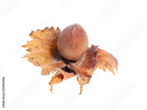 Ripe hazelnut nuts isolated on white background