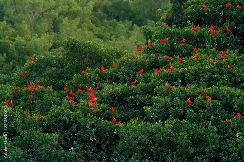 Fototapeta Scarlet Ibis, Eudocimus ruber, exotic red bird, nature habitat, bird colony sitting on the tree, Caroni Swamp, Trinidad and Tobago, Caribbean