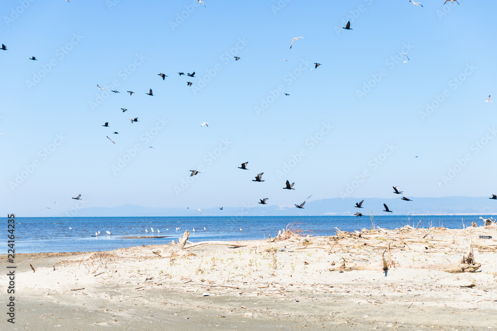 Sea birds flying over the sea in Evros, Greece