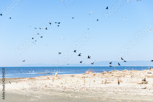 Sea birds flying over the sea in Evros, Greece