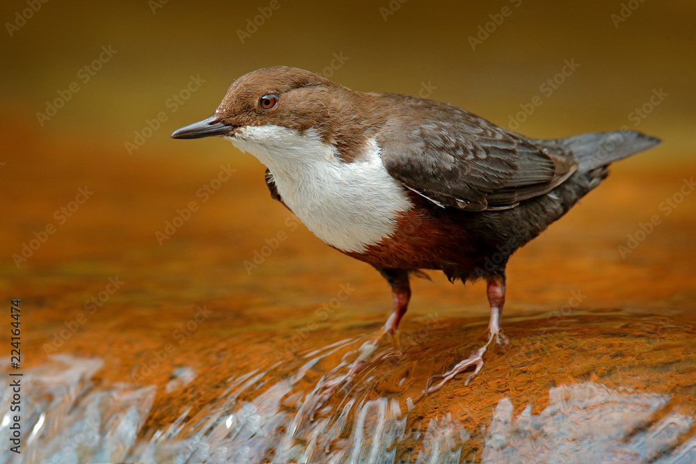 White-throated Dipper, Cinclus cinclus, brown bird with white throat in the river, waterfall in the background, animal behaviour in the nature habitat. White-throated Dipper, Cinclus cinclus, brown bird with white throat in the river, waterfall in the background, animal behaviour in the nature habitat.