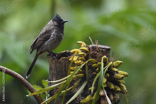 Red vented Bulbul bird photo