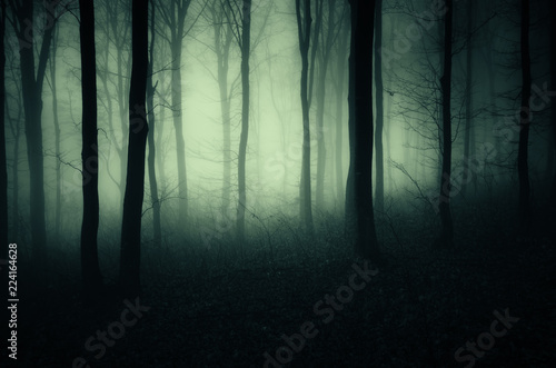 dark forest background © andreiuc88