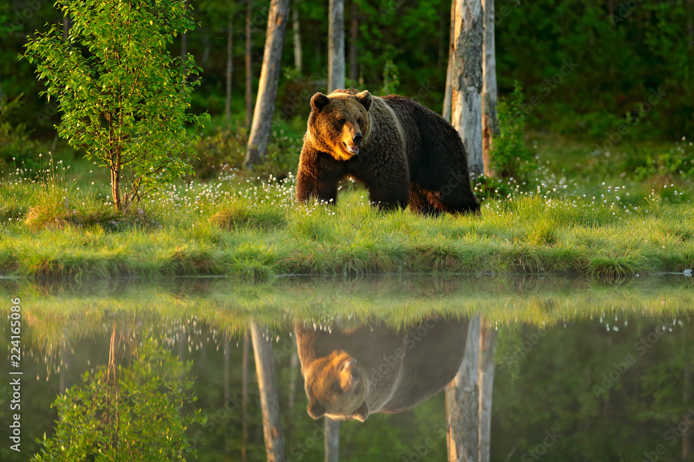 Fototapeta premium Big brown bear walking around lake in the morning sun. Beautiful light in the forest with dangerous animal. Wildlife scene from Finnish nature. Brown bear in the habitat, sunrise.