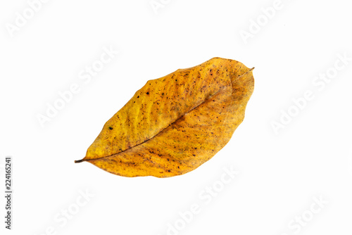 Dry leaves isolated on white background.