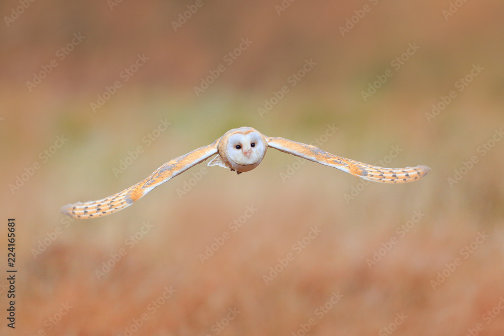 Barn Owl, Tyto alba, flight above the rime white grass in the morning. Wildlife, bird scene from nature. Cold morning sunrise, animal in the habitat. Owl fly with open wings. Barn Owl, Tyto alba, flight above the rime white grass in the morning. Wildlife, bird scene from nature. Cold morning sunrise, animal in the habitat. Owl fly with open wings.