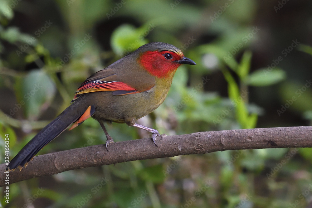 Red faced Liocichla bird china Red faced Liocichla bird china