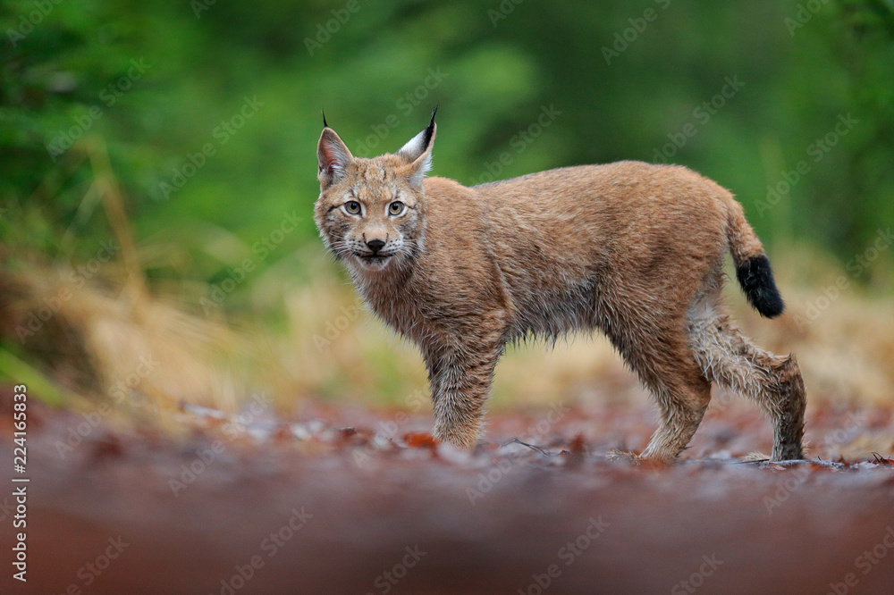 Naklejka premium Spacerujący ryś euroazjatycki. Dziki kot z Niemiec. Bobcat wśród drzew. Polowanie na mięsożerne w jesiennej trawie. Ryś w zielonym lesie. Scena dzikiej przyrody z natury, Czechy, Europa.