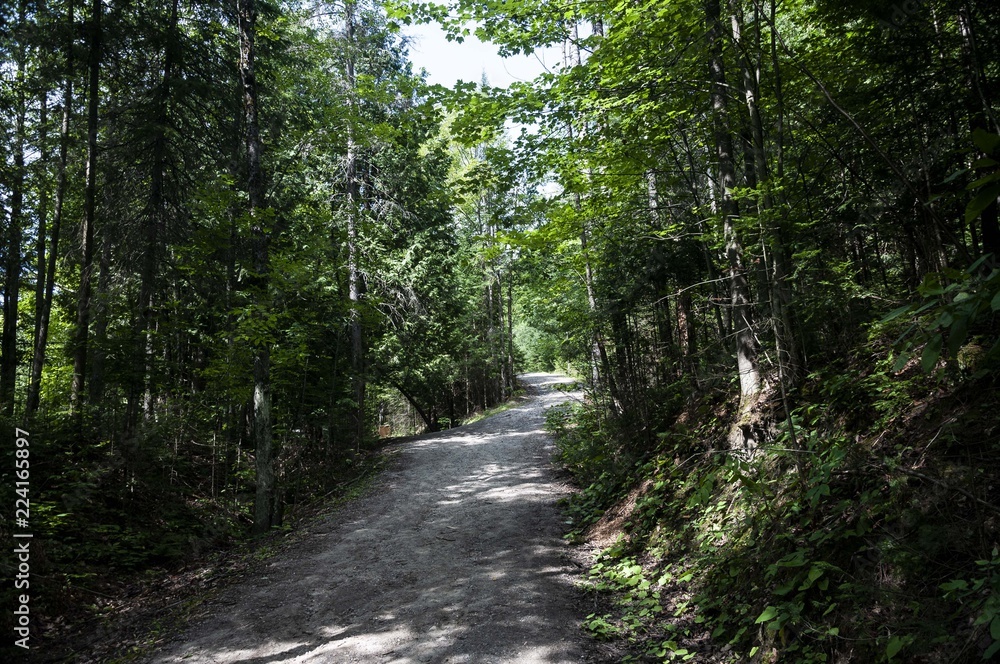 Obraz premium forest