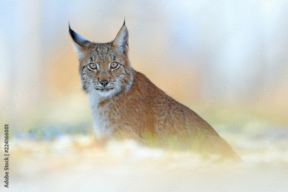 Obraz premium Portret ryś, dziki kot na łące. Scena dzikiej przyrody z natury. Śliczny duży kot ukryty w trawie.