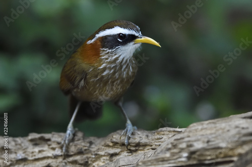 Streak-breasted Scimtar-babbler bird photo