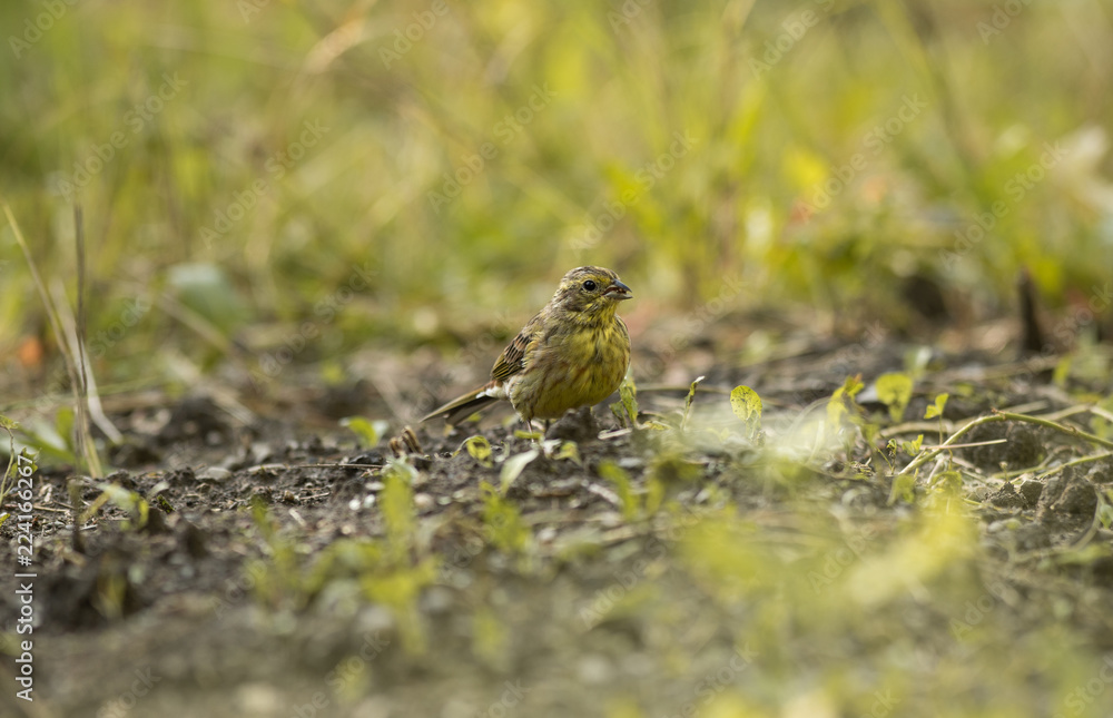 Juvenile yellowhammer on grass Juvenile yellowhammer on grass