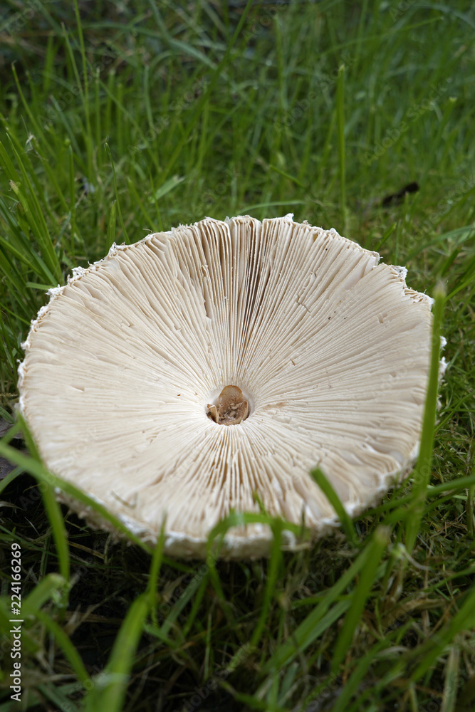 Herbstliche Parasol Pilz Ernte aus dem Wald von Pilz Pflücker Herbstliche Parasol Pilz Ernte aus dem Wald von Pilz Pflücker