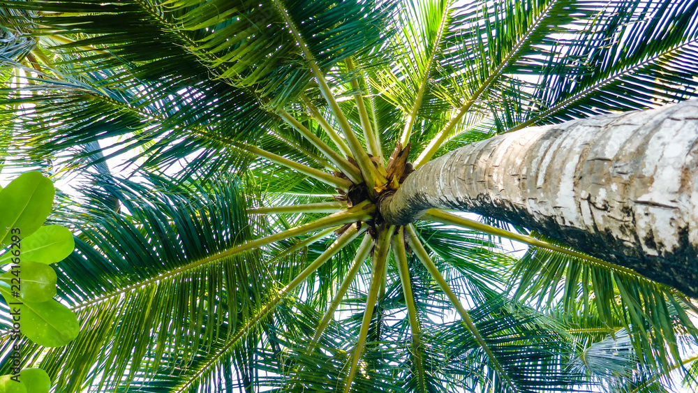 Fototapeta premium Palm trees on a blue sky view from the bottom, Maldives.