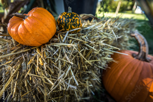 Halloween pumpkins in the fall