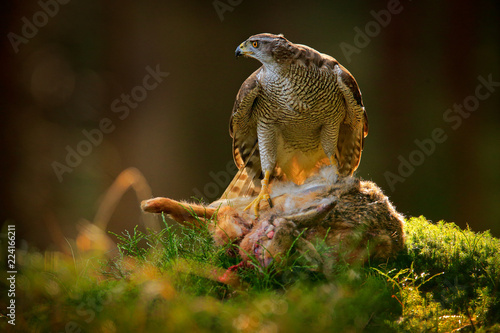 Goshawk, Accipiter gentilis, feeding on killed hare in the forest. Bird of Prey with fur catch in the nabitat. Animal behaviour, wildlife scene from nature. Goshawk in the green vegetation.