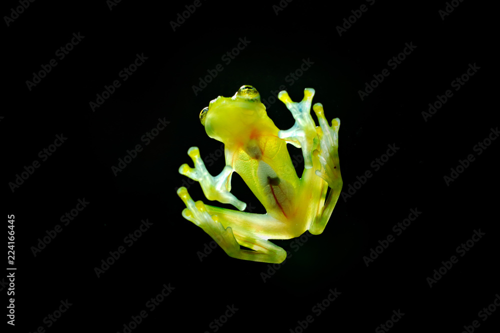 Naklejka premium Szklana żaba z przezroczystą skórą, widocznymi narządami, biciem serca. Raticulated Glass Frog, Hyalinobatrachium valerioi, zielony las tropikalny, Kostaryka - scena dzikiej przyrody, przyroda.