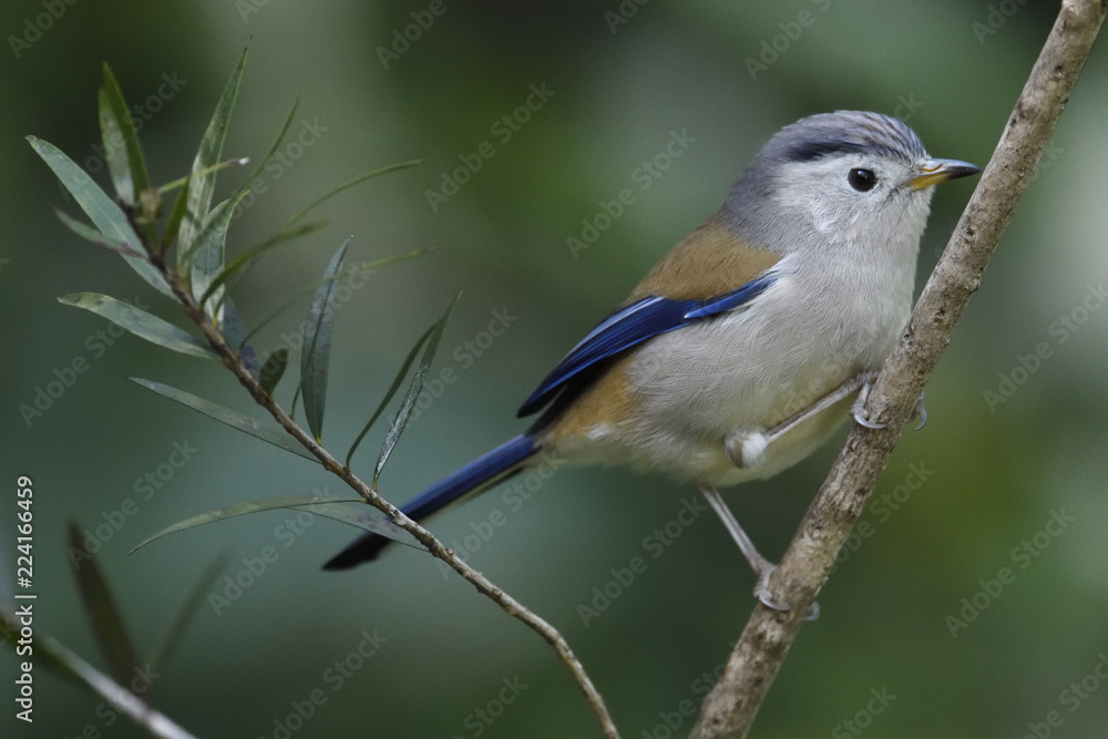 Blue winged minla perching on branch China Blue winged minla perching on branch China