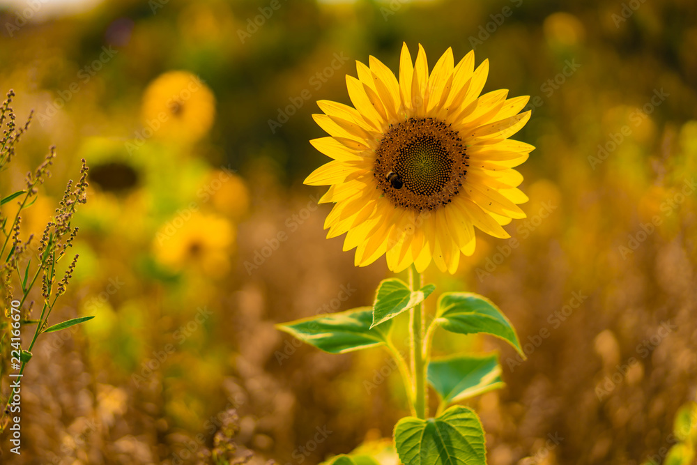 Fototapeta premium Sunflower 3
