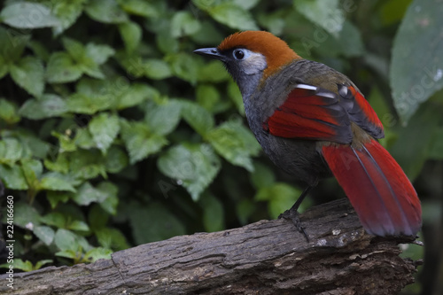 Red-tailed Laughingthrush bird photo