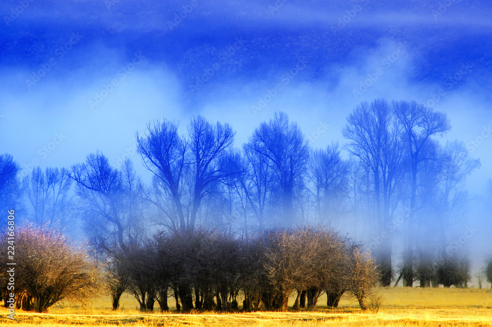 Fototapeta premium Misty Morning in Valley with Trees