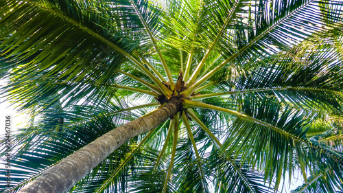 Palm trees on a blue sky view from the bottom, Maldives.