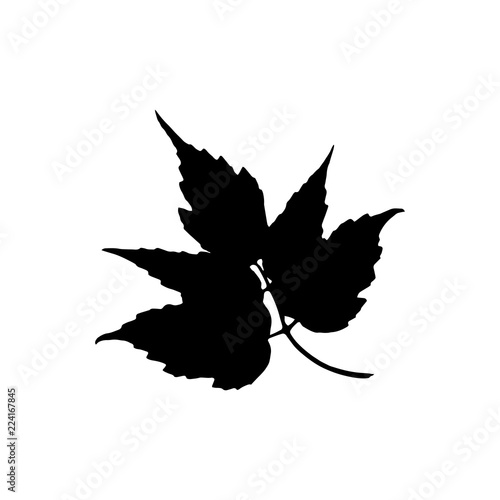 Black silhouette with leaf of tree. Single isolated clipart. Prints of leaves on branch. Flora and nature theme for paper cutting scrapbook design