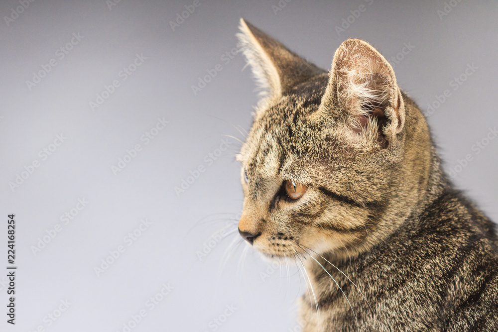 cat on a white background looks to the side