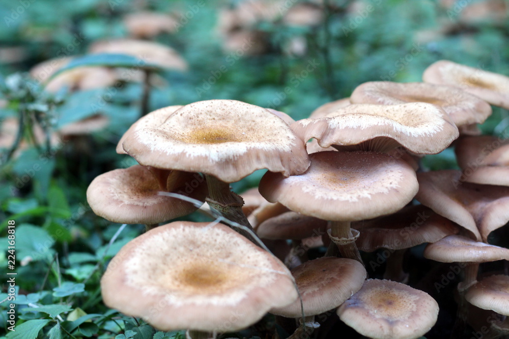 Pilz Pilz viele Pilze Pilz Pilz viele Pilze