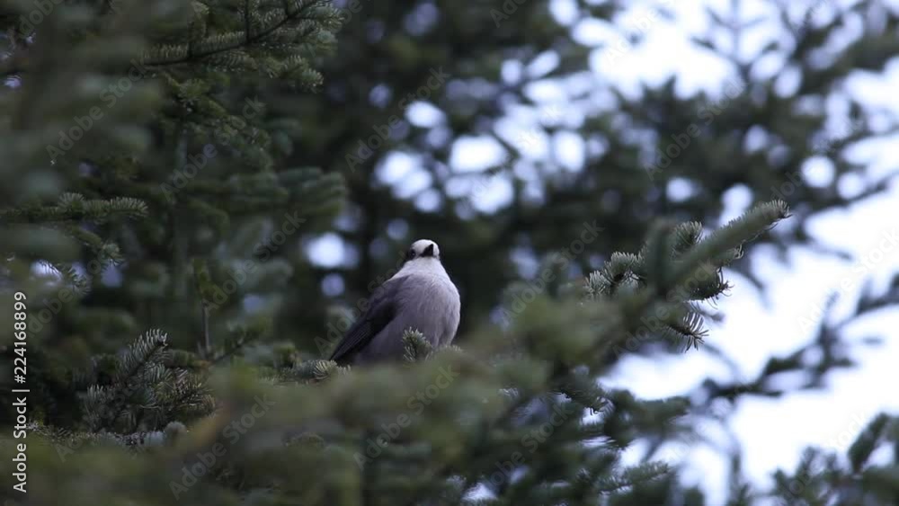 Mésangeai du Canada
