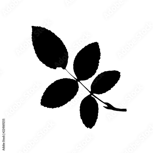 Black silhouette with leaf of tree. Single isolated clipart. Prints of leaves on branch. Flora and nature theme for paper cutting scrapbook design